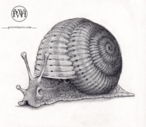 Snail in Shell