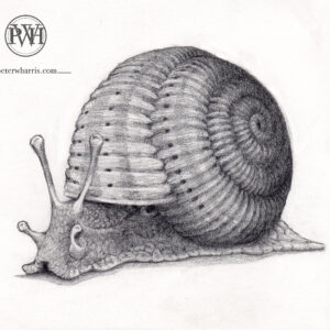 Snail in Shell