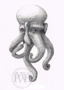 Elephantopus