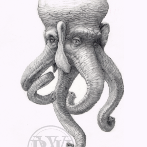 Elephantopus