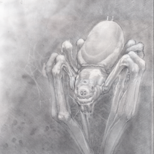 Spider